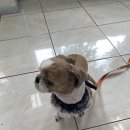 김정복동물병원 | 반려동물 등록 후기 !!