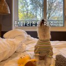 한화국제상무센터 | 제주도 동쪽 애견동반 숙소 강아지랑 제주 한화리조트 4인 가족 여행