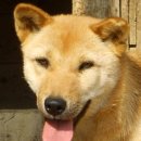 성관농장 Daum카페