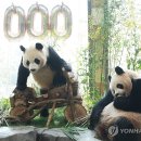 판다