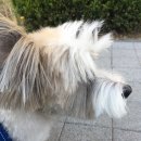 그루밍 플래너 이미지