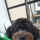 보드레도그 네이버블로그
