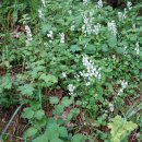 비바리골무꽃 [(꿀풀과) ＞ Scutellaria (골무꽃속)] 이미지