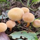 노란개암버섯 Hypholoma fasciculare (Huds.) P. Kumm. 이미지