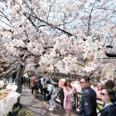 2016.03.20 Topic 'Go beyond cherry blossoms this spring' 이미지