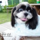 쮸 Daum카페