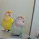 도도참치 이미지