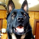 우리 애견 이미지