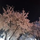 부천제일시장 벚꽃길 네이버블로그
