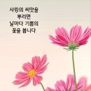 해남 배추 생산지 "휴, 다행이다"..가을엔 배추값 안정될 듯 이미지