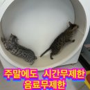모여봐요 고양이 카페 이미지
