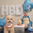 디어마이독 이미지