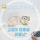 버블냥 | 🐱 반려묘 설이의 첫 목욕 ㅡ용인버블냥 후기