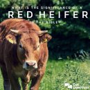 🚨 붉은 암송아지 Red Heifer (Feat. 제3성전) 이미지
