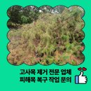 흑석 마을회관 | 고사목 제거 전문 업체 피해목 복구 작업 문의