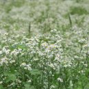 꽃, 이어라 이미지