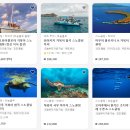 하와이 | 하와이 거북이 스노클링 진짜 후기, 호놀룰루에서 꼭 해야하는 이유