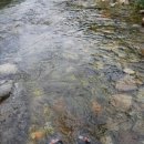 추풍천 | [전국일주 064] - 충남 금산군 복수면, 먹티재, 만인산휴양림, 장령산휴양림, 산안리 산벚꽃길, 천태산...