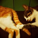 꿈꾸는고양이 이미지