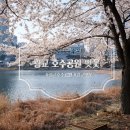 신대호수 팔각정 앞 | 경기도 수원 데이트 놀거리, 가볼만한 곳, 명소 추천! 광교 호수공원 벚꽃