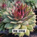 G0221 이미지