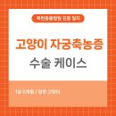 목련동물병원 | [목련동물병원] 고양이 자궁축농증 수술 케이스