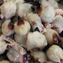 오징어pc 이미지