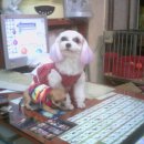 애견마을 이미지