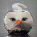 데무 이미지