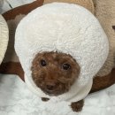 드래곤 H 짐 | 나이 반납할게요 환불해주세요 깔끔하게 사용했어요 기스없구요