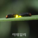 반딧불이 이데일리