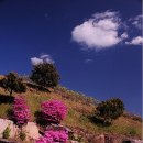 소나무풍경 이미지