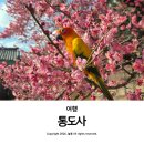 지에스25 양산중앙점 | 양산 통도사 우담바라꽃 홍매화 자장매 개화 실시간 아이와 다녀온 후기