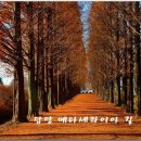 메타세콰이어길 이미지