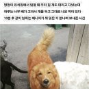 멍멍이네 이미지