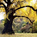 말하는은행나무 이미지