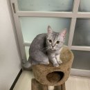 고양이 캣타워(집), 스댕 커피포트, 식기건조대 이미지
