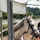 엘리트 승마스쿨 이미지