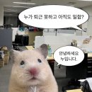 얄리 이미지