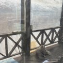 청룡호선장네집 | [속초/맛집] 현지인 추천 맛집 "청룡호선장네", 대구뽈조림 골뱅이 요리 추천