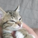 천사마트 이미지