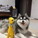 골드그라운드 | 반려견동반숙소 홍천 소노펫클럽앤리조트 후기 (+골드 스위트룸, 플레이그라운드, 띵킹독, 포미)