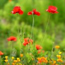 용수골꽃양귀비축제 이미지