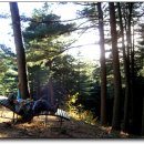 축령산풍경