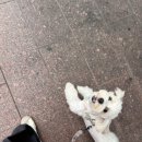 블루 독 스쿨 이미지