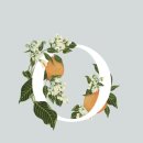 보태니컬 일러스트 이미지