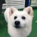 용인시동물보호센터 이미지