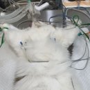 나아라 동물병원 이미지