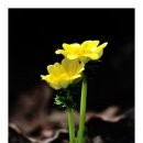 보수초등학교 이미지