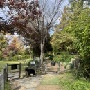 독     정 | 2025 오시(australian shepherd , Aussie)모임 , 왕크왕귀 친구들 모여라! 네이처독, 송추 써니네 방문후기